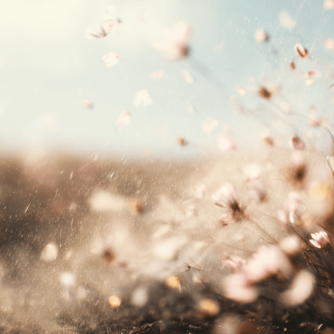 RoastRise Instagram post